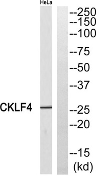 CMTM4 rabbit pAb Antibody