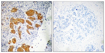 CMTM4 rabbit pAb Antibody