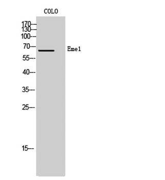 Eme1 rabbit pAb Antibody