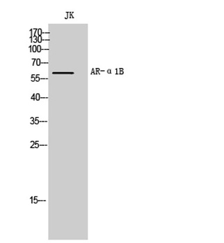AR-α1B rabbit pAb Antibody