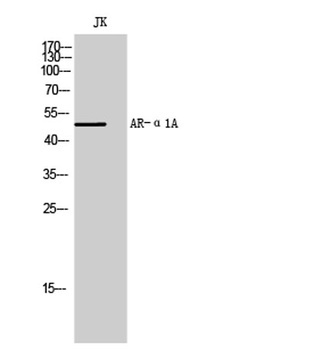 AR-α1A rabbit pAb Antibody