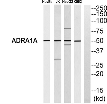 AR-α1A rabbit pAb Antibody