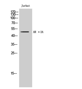 AR α2A rabbit pAb Antibody