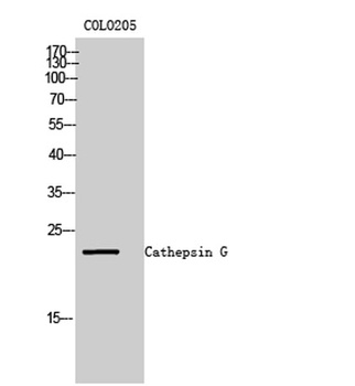 Cathepsin G rabbit pAb Antibody