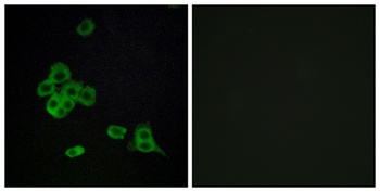 CYP2C8 rabbit pAb Antibody