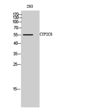 CYP2C8 rabbit pAb Antibody