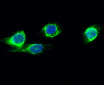 CYP2E1 rabbit pAb Antibody