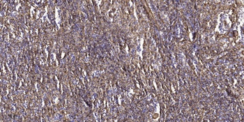 Pragmin (phospho Tyr413) rabbit pAb
