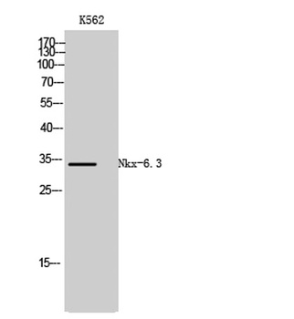 Nkx-6.3 rabbit pAb Antibody