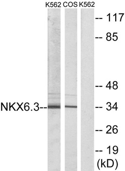 Nkx-6.3 rabbit pAb Antibody