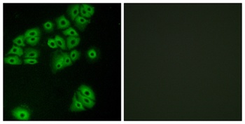 GPR180 rabbit pAb Antibody