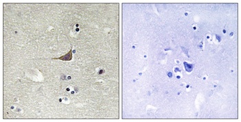 GPR180 rabbit pAb Antibody