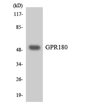 GPR180 rabbit pAb Antibody
