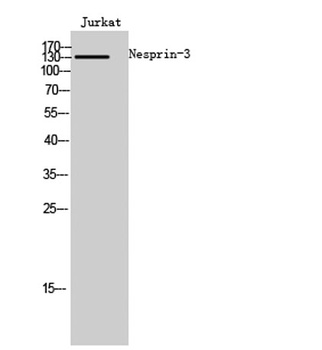 Nesprin-3 rabbit pAb Antibody