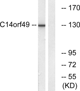 Nesprin-3 rabbit pAb Antibody