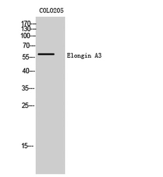 Elongin A3 rabbit pAb Antibody