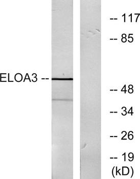 Elongin A3 rabbit pAb Antibody