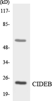 Elongin A3 rabbit pAb Antibody