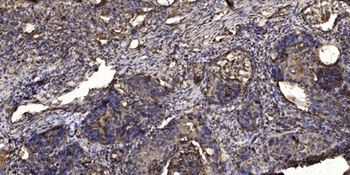 Elongin A3 rabbit pAb Antibody