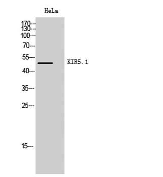 KIR5.1 rabbit pAb Antibody