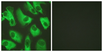 KIR5.1 rabbit pAb Antibody