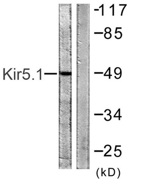 KIR5.1 rabbit pAb Antibody