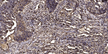 KV8.2 rabbit pAb Antibody