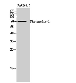 Photomedin-1 rabbit pAb Antibody