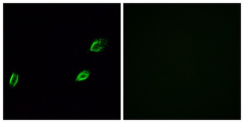 Photomedin-1 rabbit pAb Antibody