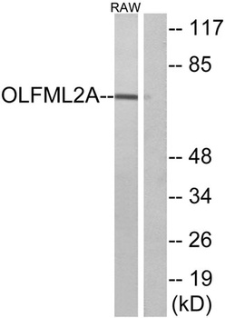 Photomedin-1 rabbit pAb Antibody