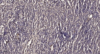 Photomedin-1 rabbit pAb Antibody