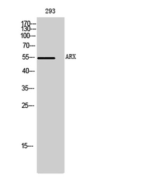 ARX rabbit pAb Antibody