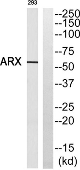 ARX rabbit pAb Antibody