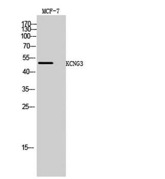 KCNG3 rabbit pAb Antibody