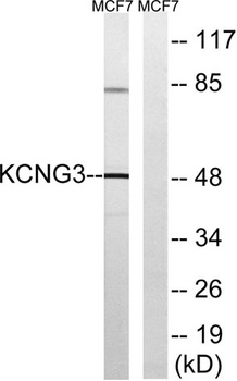 KCNG3 rabbit pAb Antibody