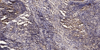 KCNG3 rabbit pAb Antibody