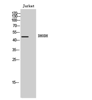 DHODH rabbit pAb Antibody