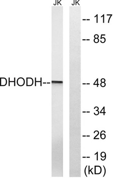 DHODH rabbit pAb Antibody
