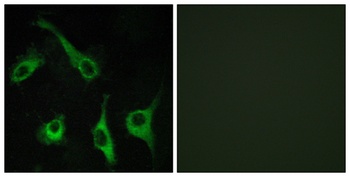 EDG-1 rabbit pAb Antibody
