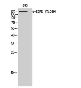 EGFR (phospho Tyr1069) rabbit pAb Antibody