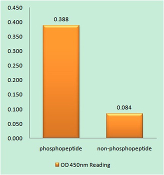 EGFR (phospho Ser1071) rabbit pAb Antibody