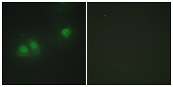 HuB/D rabbit pAb Antibody