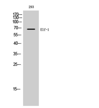 Elf-1 rabbit pAb Antibody