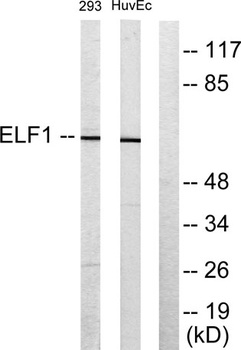 Elf-1 rabbit pAb Antibody