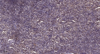 Elf-1 rabbit pAb Antibody