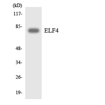 Elf-4 rabbit pAb Antibody