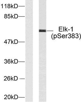 Elk-1 (phospho Ser383) rabbit pAb Antibody