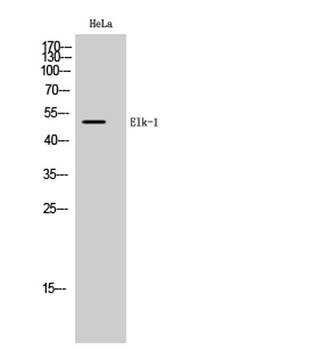 Elk-1 rabbit pAb Antibody