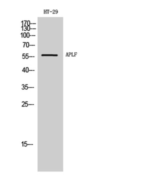 APLF rabbit pAb Antibody