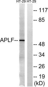 APLF rabbit pAb Antibody